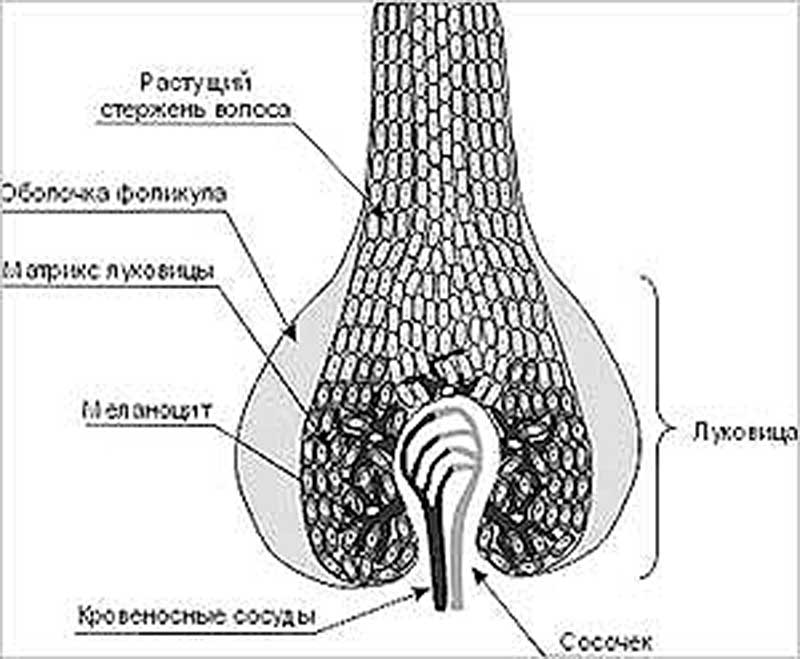 Схема луковциы человеческого волоса